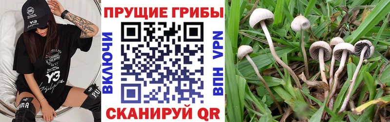 закладка  Могоча  Псилоцибиновые грибы Psilocybine cubensis 